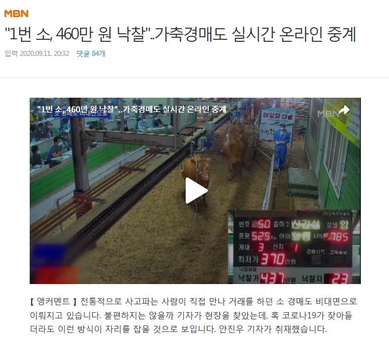 가축경매시장 실시간 온라인 중계 MBN 메인 뉴스 방영